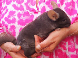 Baby Chinchilla, Male for sale