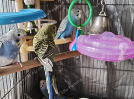Beautiful baby budgies