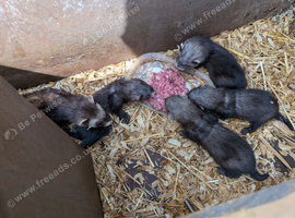 Ferrets for sale
