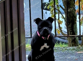 Kc reg black girl