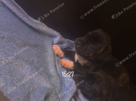 Staffordshire bull terrier puppies