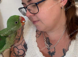 Female Alexandrian parakeet