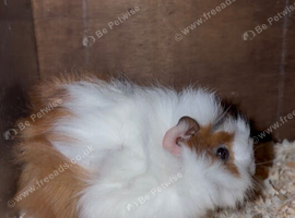 baby boy guinea pigs