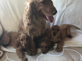 3 adorable showtype cocker spaniel boys