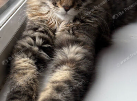 Last Girl Maine Coon girl look g for forever home