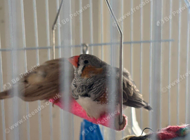 Pair of zebra finches