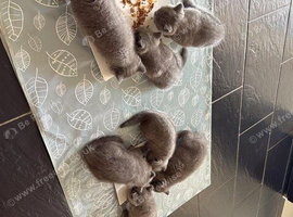 British blue short haired kittens