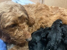 Cockerpoo puppy (Ellie) for sale