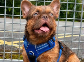 French bulldog