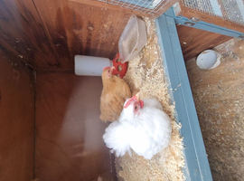 2 male pekin bantams