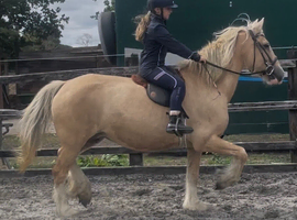 14.2 ride and drive mare