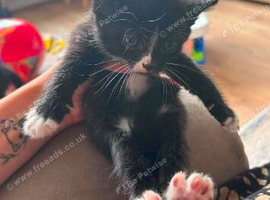 2 kittens left