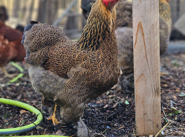 Bantam Brahma hens, NOW LAYING, garden chicken
