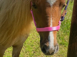 Stunning Red Dun Shetland Mare