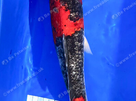 Japanese Koi