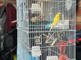 2 yellow female budgies
