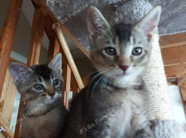 Gorgeous Kittens