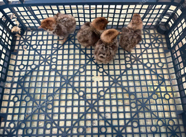 Silver campine two day old chicks