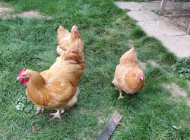 Buff Orpington breeding trio