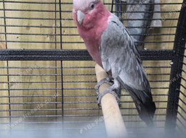 2 hen galah cockatoos