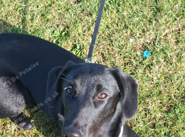 7 month old Springador Female