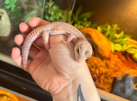 2 Fat Tail Geckos