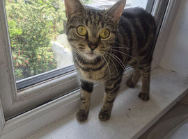 5 Stunning Kittens for sale!!!
