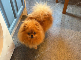 Kc amazing orange girl 3!years
