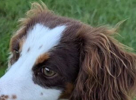 Beautiful spaniel girl