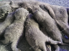 British shorthair kittens blues