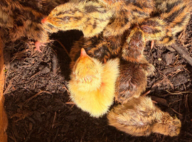 Quail for sale Blackwood