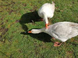 NOW SOLD pair embden geese for sale.