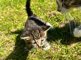 Rare Norwegian Forest Kittens