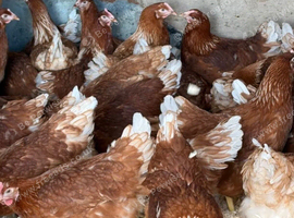 Egg laying hens