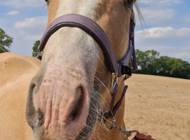 perfect family cob pony