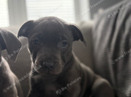 STUNNING BLUE STAFFORDSHIRE BULL TERRIER GIRL READY TO GO
