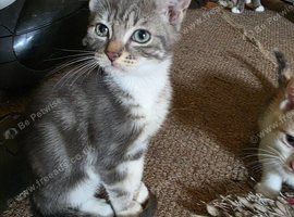 Beautiful Bengal Cross Kittens &ndash; Tabby, Calico & Ginger &ndash; Ready Soon