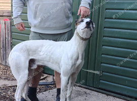 bull greyhound