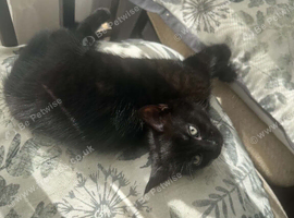 Black fluffy kitten