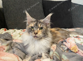 Female Mainecoon