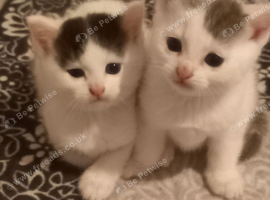 One female kittens