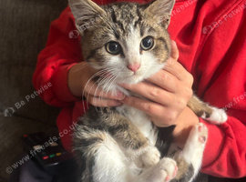 Beautiful female kitten