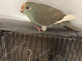 Kakariki baby&rsquo;s