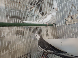2 young cockateils albino+grey/white