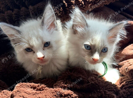 Two Gorgeous Ragdoll Kittens Ready to Leave!
