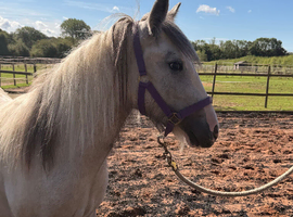 Heavy yearling filly
