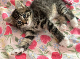 Three kittens!