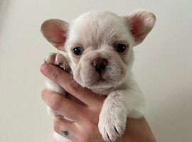 Fluffy French bulldog puppies READY NOW