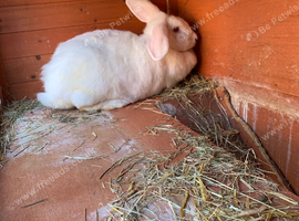 Huge Flemish Giant Female
