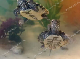 2 Mississippi map turtles